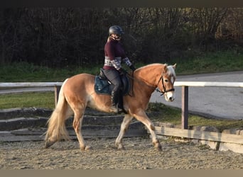Hafliger, Wałach, 6 lat, 150 cm