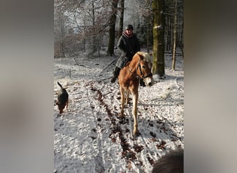 Hafliger, Wałach, 6 lat, 150 cm