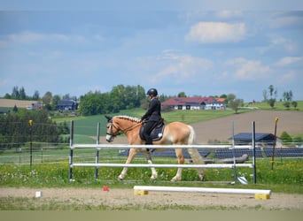 Hafliger, Wałach, 6 lat, 150 cm