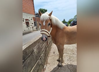 Hafliger, Wałach, 6 lat, 150 cm