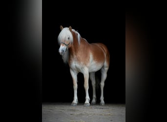 Hafliger, Wałach, 6 lat, 152 cm, Kasztanowata