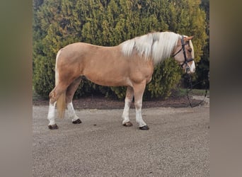 Hafliger Mix, Wałach, 6 lat, 155 cm, Izabelowata