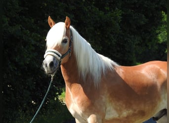 Hafliger, Wałach, 6 lat, 155 cm, Kasztanowata