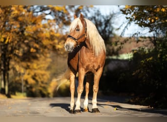 Hafliger Mix, Wałach, 6 lat, 155 cm, Kasztanowata