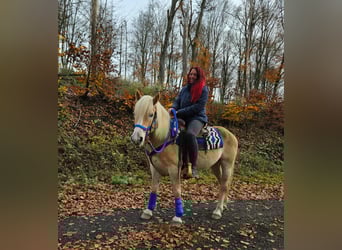 Hafliger, Wałach, 7 lat, 146 cm, Kasztanowata