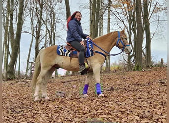 Hafliger, Wałach, 7 lat, 146 cm, Kasztanowata