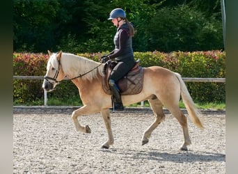 Hafliger, Wałach, 7 lat, 147 cm, Kasztanowata
