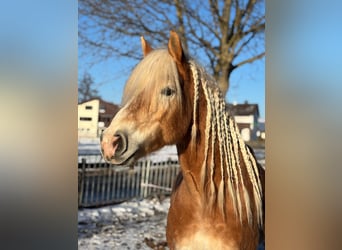 Hafliger, Wałach, 7 lat, 148 cm, Kasztanowata