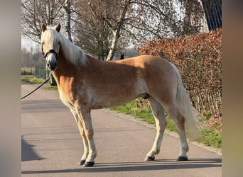 Hafliger, Wałach, 7 lat, 161 cm, Izabelowata