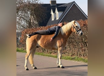 Hafliger, Wałach, 7 lat, 161 cm, Izabelowata