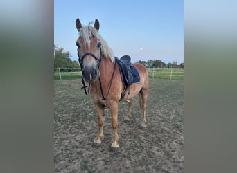 Hafliger, Wałach, 7 lat, 162 cm, Izabelowata