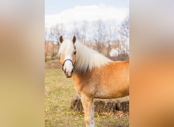 Hafliger, Wałach, 8 lat, 145 cm, Izabelowata