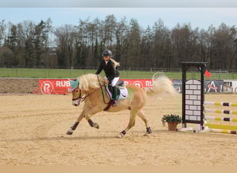 Hafliger, Wałach, 9 lat, 150 cm, Kasztanowata