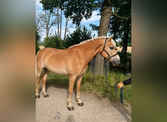 Hafliger, Wałach, 9 lat, 153 cm, Izabelowata