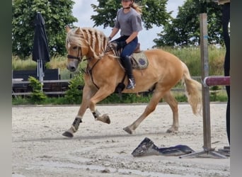 Hafliger, Wałach, 9 lat, 153 cm, Kasztanowata