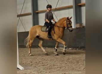 Hafliger, Wałach, 9 lat, 153 cm, Kasztanowata