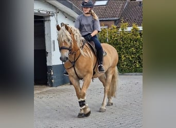 Hafliger, Wałach, 9 lat, 153 cm, Kasztanowata