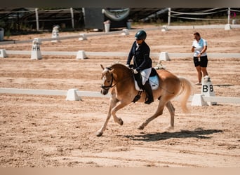 Hafliger, Wałach, 9 lat, 153 cm, Kasztanowata