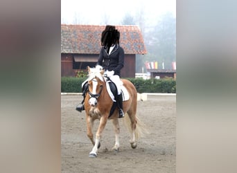 Hafliger, Wałach, 9 lat, 153 cm, Kasztanowata