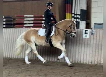 Hafliger, Wałach, 9 lat, 155 cm