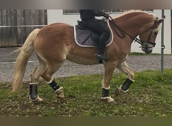 Hafliger, Wałach, 9 lat, 156 cm