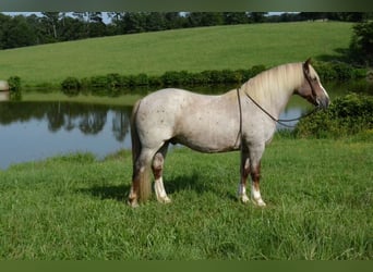 Hafliger, Wałach, 10 lat, 145 cm, Kasztanowatodereszowata