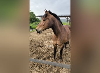 Hafliger Mix, Wałach, 11 lat, 165 cm, Gniada