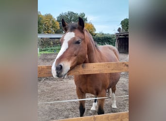 Hafliger Mix, Wałach, 15 lat, 148 cm, Gniada