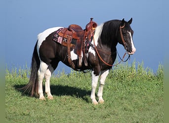 Hafliger, Wałach, 15 lat, 150 cm, Tobiano wszelkich maści