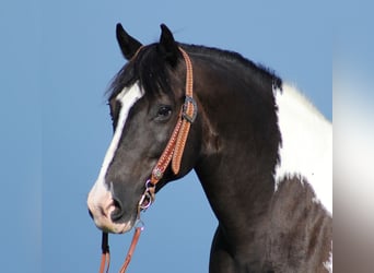 Hafliger, Wałach, 15 lat, 150 cm, Tobiano wszelkich maści