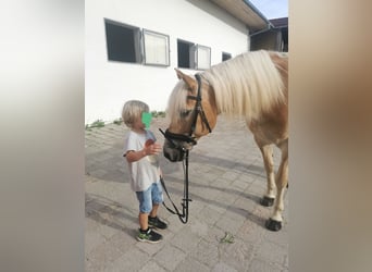 Hafliger Mix, Wałach, 16 lat, 156 cm, Kasztanowata