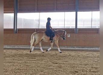 Hafliger Mix, Wałach, 16 lat, 156 cm, Kasztanowata