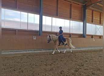 Hafliger Mix, Wałach, 16 lat, 156 cm, Kasztanowata