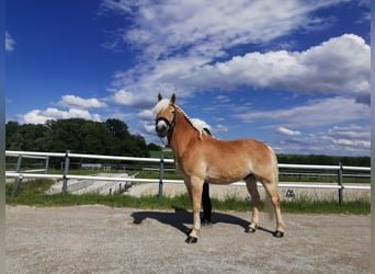 Hafliger Mix, Wałach, 16 lat, 156 cm, Kasztanowata