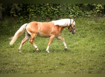 Hafliger, Wałach, 2 lat, 150 cm, Kasztanowata