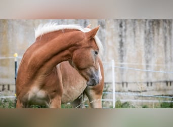 Hafliger, Wałach, 2 lat, Kasztanowata