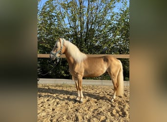 Hafliger, Wałach, 3 lat, 140 cm, Kasztanowata