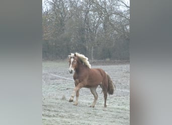 Hafliger, Wałach, 3 lat, 145 cm, Kasztanowata