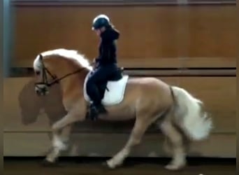 Hafliger, Wałach, 3 lat, 148 cm, Izabelowata
