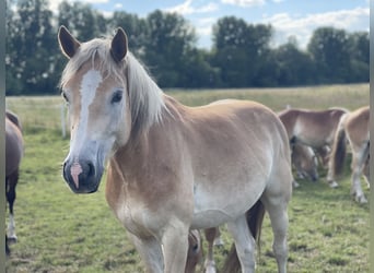 Hafliger, Wałach, 3 lat, 148 cm