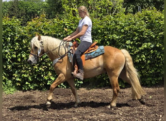 Hafliger, Wałach, 3 lat, 149 cm, Kasztanowata