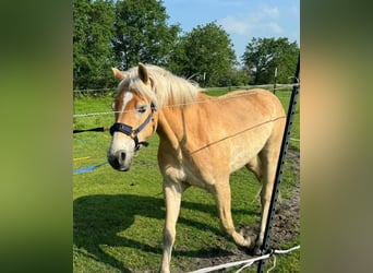 Hafliger, Wałach, 3 lat, 150 cm, Kasztanowata