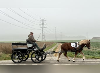 Hafliger Mix, Wałach, 3 lat, 150 cm, Kasztanowata