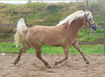 Hafliger, Wałach, 3 lat, 153 cm, Kasztanowata