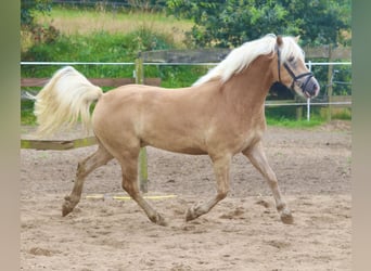 Hafliger, Wałach, 3 lat, 153 cm, Kasztanowata