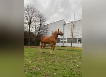 Hafliger, Wałach, 4 lat, 143 cm, Kasztanowata