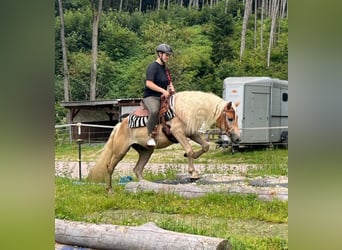 Hafliger, Wałach, 4 lat, 148 cm, Kasztanowata