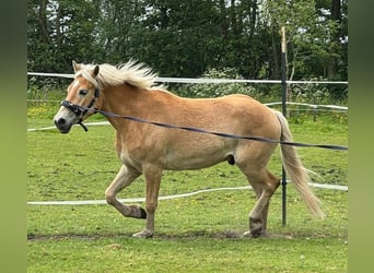 Hafliger, Wałach, 4 lat, 150 cm, Kasztanowata