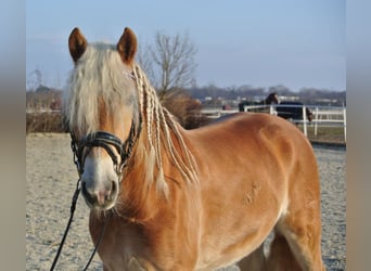 Hafliger, Wałach, 4 lat, 150 cm, Kasztanowata