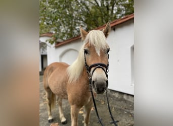 Hafliger, Wałach, 5 lat, 143 cm, Ciemnokasztanowata